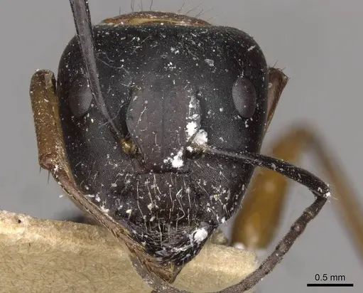 Camponotus innexus specimen CASENT0910387 image casent0910387_2