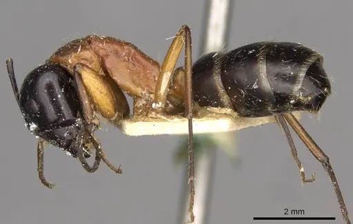 Camponotus innexus specimen CASENT0910387 image casent0910387_3