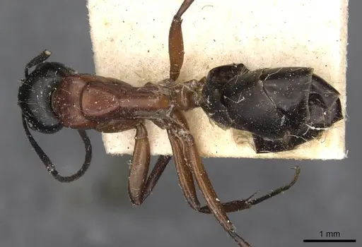 Camponotus innexus specimen CASENT0910388 image casent0910388_1