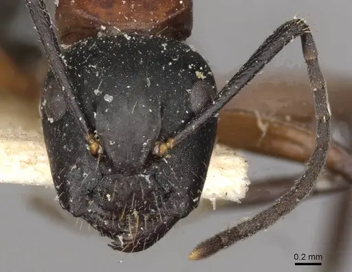 Camponotus innexus specimen CASENT0910388 image casent0910388_2