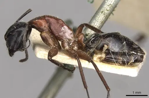 Camponotus innexus specimen CASENT0910388 image casent0910388_3