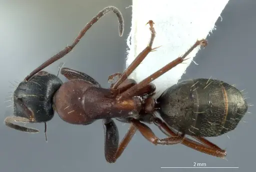 Camponotus innexus specimen JDM32-001228 image jdm32-001228_1