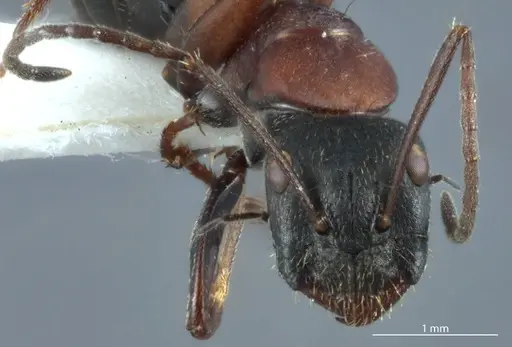 Camponotus innexus specimen JDM32-001228 image jdm32-001228_2