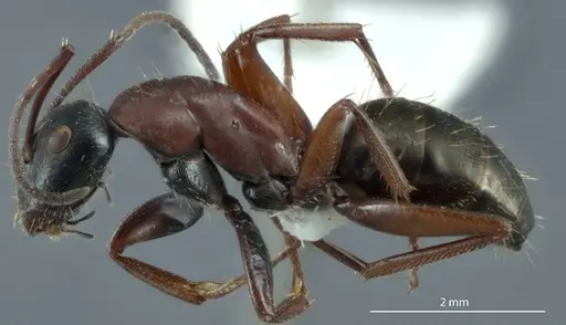 Camponotus innexus specimen JDM32-001228 image jdm32-001228_3