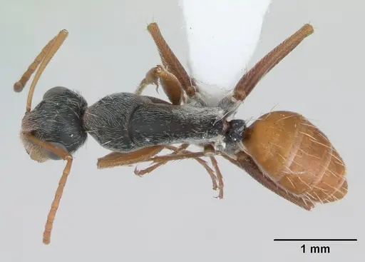 Camponotus innocens specimen CASENT0173427 image casent0173427_1
