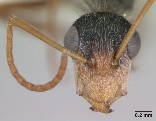 Camponotus innocens specimen CASENT0173427 image casent0173427_2
