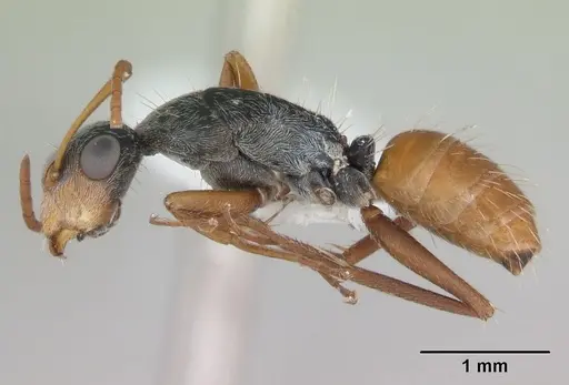 Camponotus innocens specimen CASENT0173427 image casent0173427_3