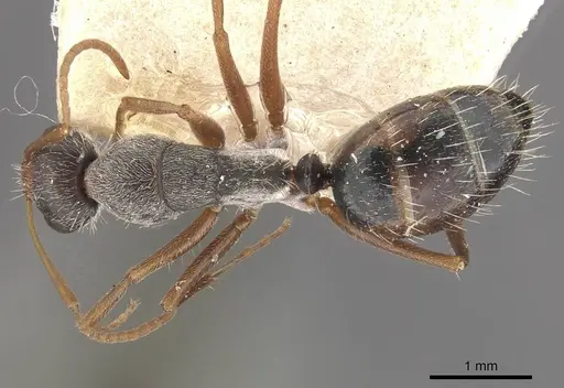 Camponotus innocens specimen CASENT0910649 image casent0910649_1