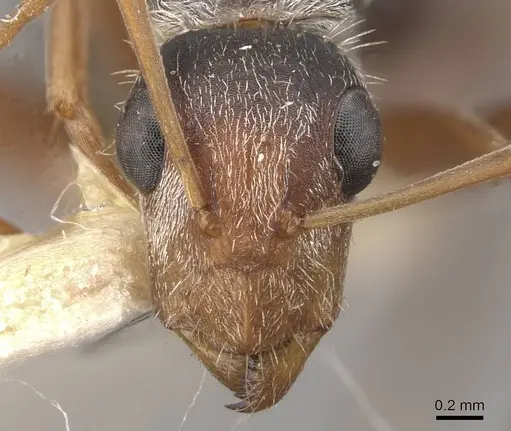 Camponotus innocens specimen CASENT0910649 image casent0910649_2
