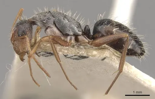 Camponotus innocens specimen CASENT0910649 image casent0910649_3