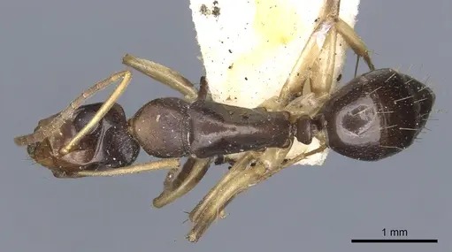 Camponotus insipidus specimen CASENT0903538 image casent0903538_1