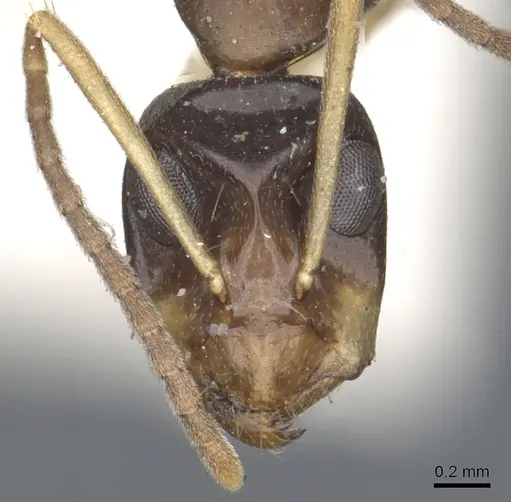 Camponotus insipidus specimen CASENT0903538 image casent0903538_2