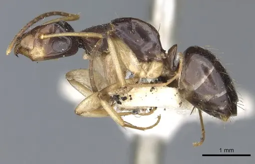 Camponotus insipidus specimen CASENT0903538 image casent0903538_3