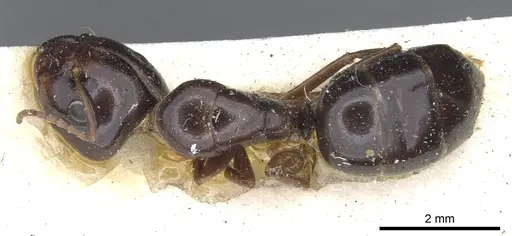 Camponotus insipidus specimen CASENT0903542 image casent0903542_1