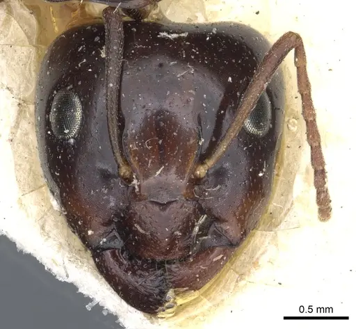 Camponotus insipidus specimen CASENT0903542 image casent0903542_2
