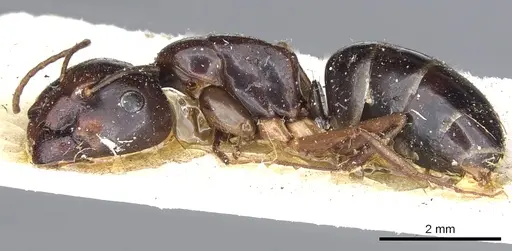 Camponotus insipidus specimen CASENT0903542 image casent0903542_3