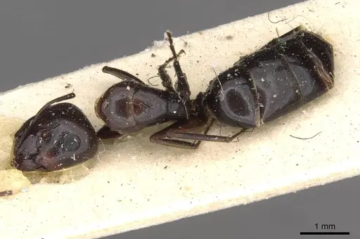 Camponotus insipidus specimen CASENT0910386 image casent0910386_1