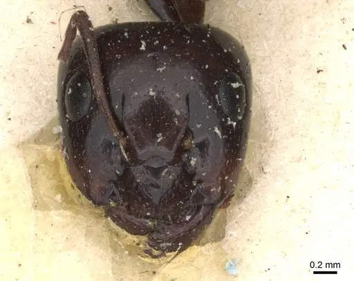 Camponotus insipidus specimen CASENT0910386 image casent0910386_2