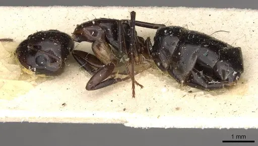 Camponotus insipidus specimen CASENT0910386 image casent0910386_3
