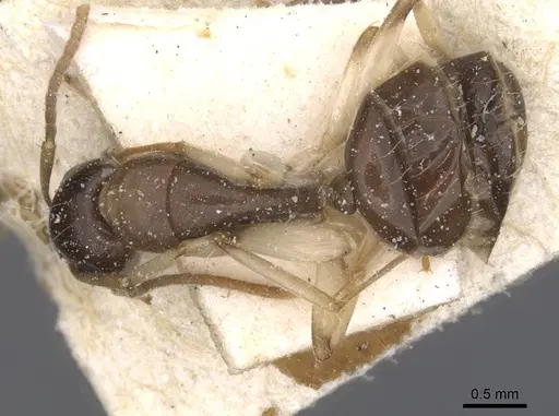 Camponotus insipidus specimen CASENT0912082 image casent0912082_1