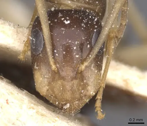 Camponotus insipidus specimen CASENT0912082 image casent0912082_2
