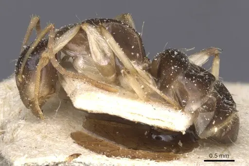 Camponotus insipidus specimen CASENT0912082 image casent0912082_3