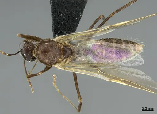 Camponotus integellus specimen ANTWEB1041564 image antweb1041564_1