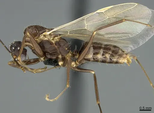 Camponotus integellus specimen ANTWEB1041564 image antweb1041564_3
