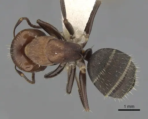 Camponotus integellus specimen CASENT0280068 image casent0280068_1