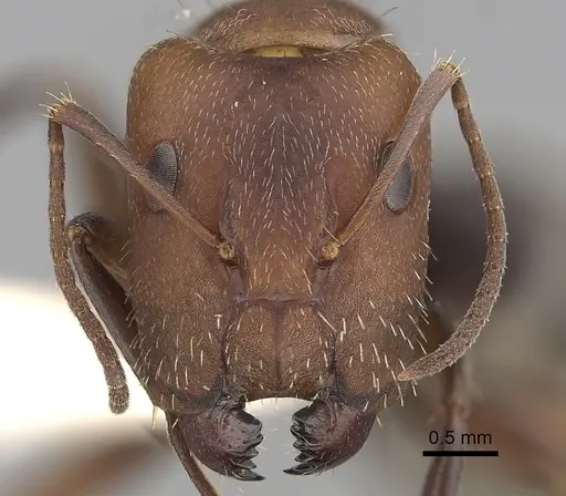 Camponotus integellus specimen CASENT0280068 image casent0280068_2