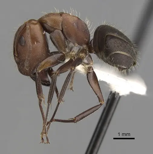 Camponotus integellus specimen CASENT0280068 image casent0280068_3