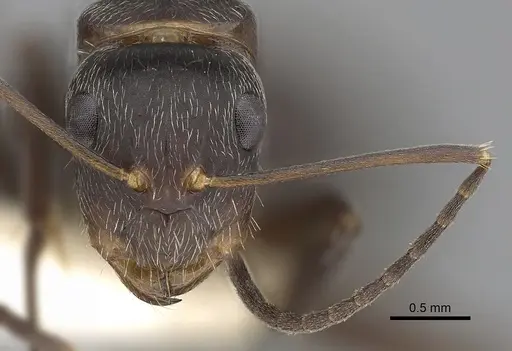 Camponotus integellus specimen CASENT0280069 image casent0280069_2