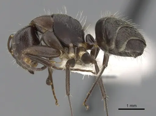 Camponotus integellus specimen CASENT0280069 image casent0280069_3