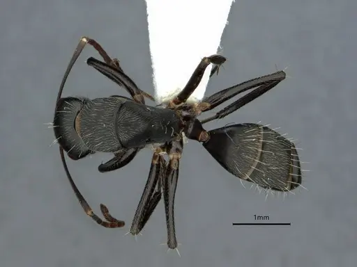 Camponotus integellus specimen CASENT0882053 image casent0882053_1