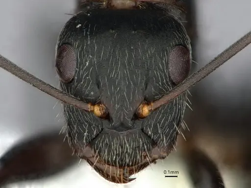Camponotus integellus specimen CASENT0882053 image casent0882053_2