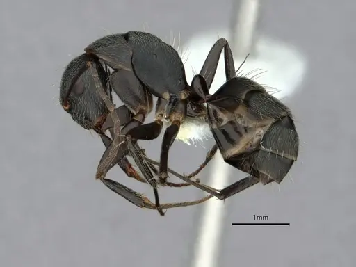 Camponotus integellus specimen CASENT0882053 image casent0882053_3