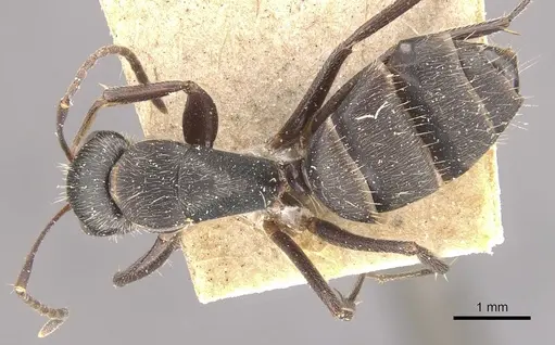 Camponotus integellus specimen CASENT0910632 image casent0910632_1