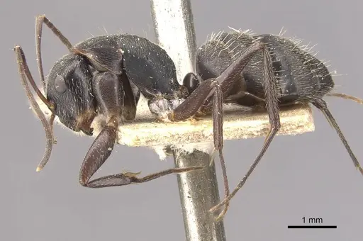 Camponotus integellus specimen CASENT0910632 image casent0910632_3