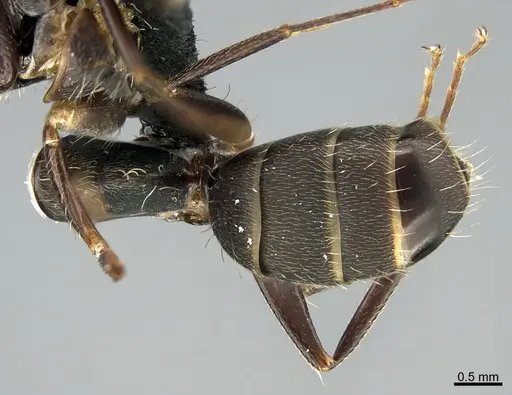 Camponotus integellus specimen UTEPENTO26085 image utepento26085_1