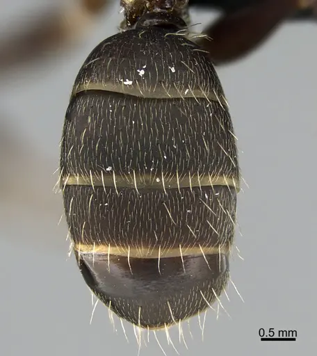 Camponotus integellus specimen UTEPENTO26085 image utepento26085_2