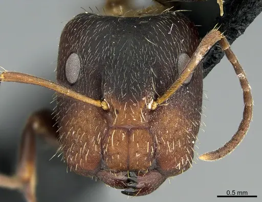 Camponotus integellus specimen UTEPENTO26085 image utepento26085_3