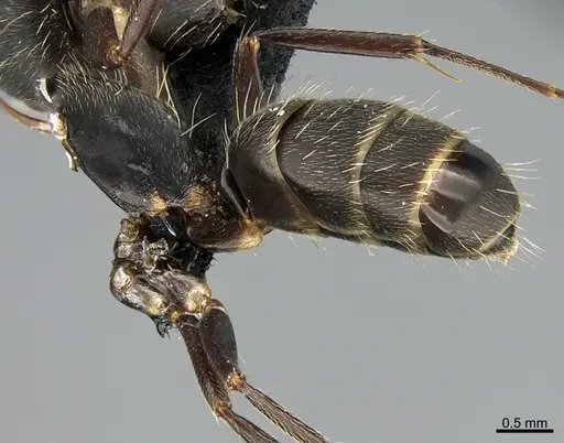 Camponotus integellus specimen UTEPENTO26085 image utepento26085_4