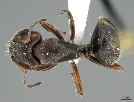 Camponotus integellus specimen UTEPENTO26086 image utepento26086_1