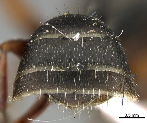 Camponotus integellus specimen UTEPENTO26086 image utepento26086_2