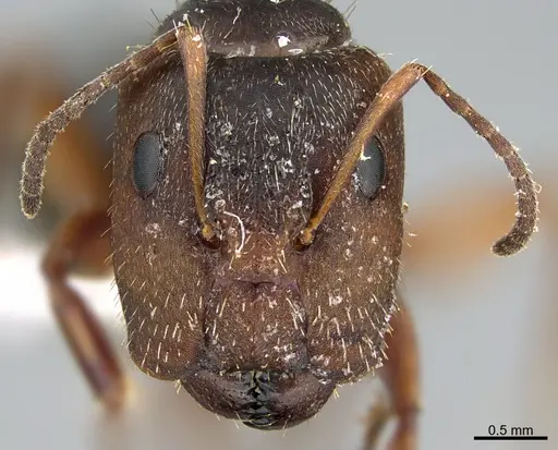 Camponotus integellus specimen UTEPENTO26086 image utepento26086_3
