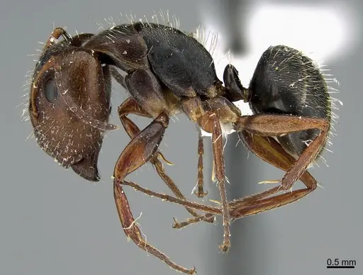 Camponotus integellus specimen UTEPENTO26086 image utepento26086_4