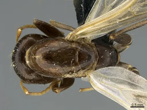 Camponotus integellus specimen UTEPENTO26087 image utepento26087_1