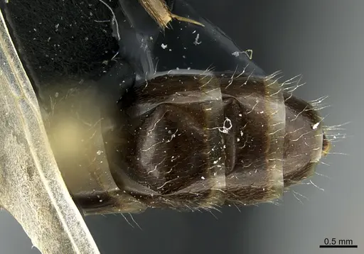 Camponotus integellus specimen UTEPENTO26087 image utepento26087_2