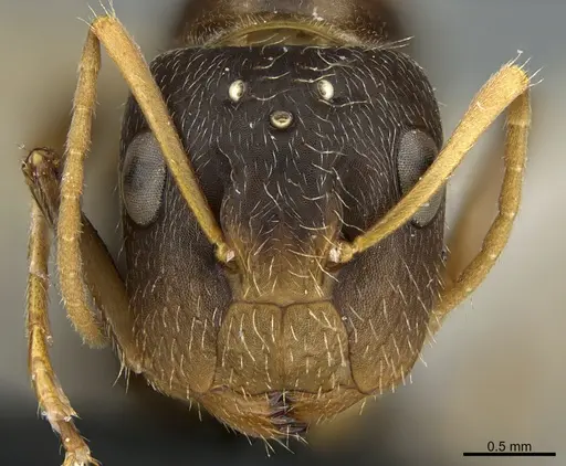 Camponotus integellus specimen UTEPENTO26087 image utepento26087_3