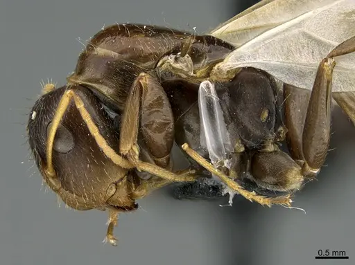 Camponotus integellus specimen UTEPENTO26087 image utepento26087_4